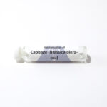 Cabbage (Brassica oleracea)