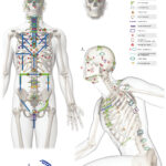 Body_Points-02